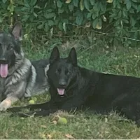 Female Red Collar blk/tan, a female German Shepherd Dog for sale in Le Roy, NY – Photo 7 of 10