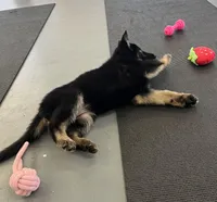 Female Red Collar blk/tan, a female German Shepherd Dog for sale in Le Roy, NY – Photo 4 of 10