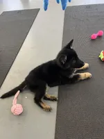 Female Red Collar blk/tan, a female German Shepherd Dog for sale in Le Roy, NY – Photo 5 of 10