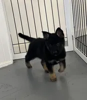 Female Red Collar blk/tan, a female German Shepherd Dog for sale in Le Roy, NY – Photo 2 of 10