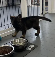 Female Red Collar blk/tan, a female German Shepherd Dog for sale in Le Roy, NY – Photo 6 of 10