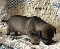 Female 2, a male Chiweenie for sale in Le Roy, NY – 7 of 8