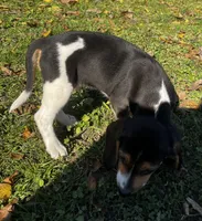 Faith white, a male Beagle for sale in Le Roy, NY – 7 of 10