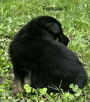 Female 1, a female German Shepherd Dog for sale in Le Roy, NY – 5 of 10
