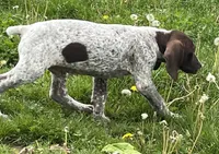 Male, a male German Shorthaired Pointer for sale in Le Roy, NY – 4 of 9