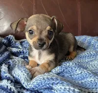 Male 4, a male Chiweenie for sale in Le Roy, NY – 8 of 9
