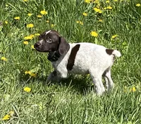 Male blue collar, a male German Shorthaired Pointer for sale in Le Roy, NY – Photo 2 of 10