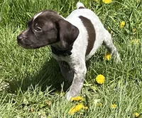 Male blue collar, a male German Shorthaired Pointer for sale in Le Roy, NY – Photo 3 of 10