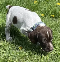Male blue collar, a male German Shorthaired Pointer for sale in Le Roy, NY – Photo 4 of 10