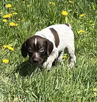 Male blue collar, a male German Shorthaired Pointer for sale in Le Roy, NY – Photo 1 of 10