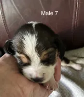 Male 7, a male Beagle for sale in Le Roy, NY – 3 of 6