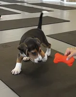 Male green/yellow collar, a male Beagle for sale in Le Roy, NY – 8 of 10