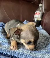 Male 4, a male Chiweenie for sale in Le Roy, NY – 2 of 9