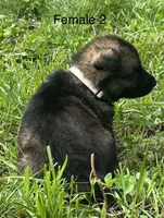 Female 2, a female German Shepherd Dog for sale in Le Roy, NY – 3 of 9