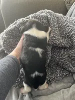 Piggy Tail, a male Beagle for sale in Le Roy, NY – Photo 4 of 10