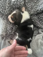 Piggy Tail, a male Beagle for sale in Le Roy, NY – Photo 6 of 10