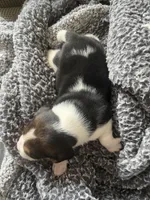 Piggy Tail, a male Beagle for sale in Le Roy, NY – Photo 7 of 10