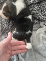 Piggy Tail, a male Beagle for sale in Le Roy, NY – Photo 10 of 10