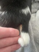 Piggy Tail, a male Beagle for sale in Le Roy, NY – Photo 9 of 10