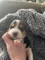 Piggy Tail, a male Beagle for sale in Le Roy, NY – Photo 2 of 10