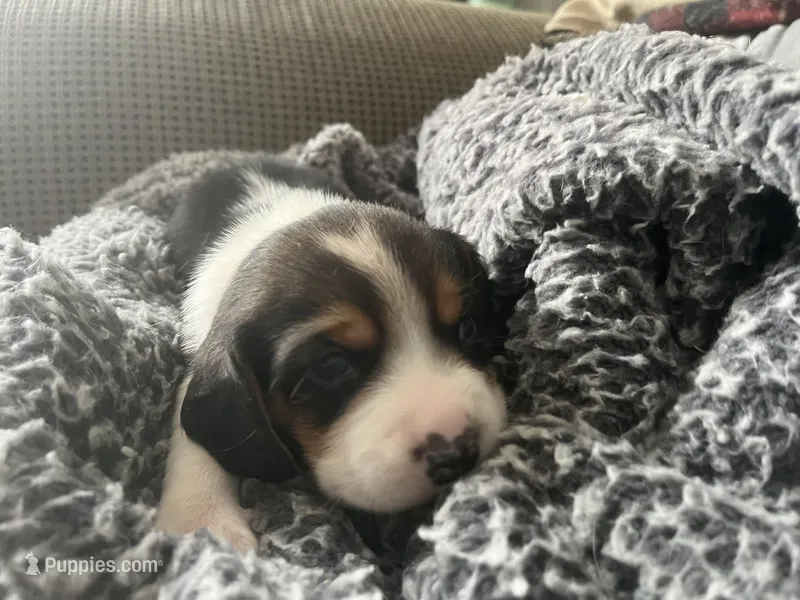 Piggy Tail, a male Beagle for sale in Le Roy, NY – Photo 1 of 10