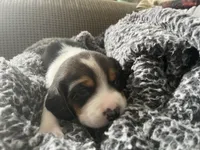 Piggy Tail, a male Beagle for sale in Le Roy, NY – Photo 1 of 10