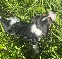 Male 2, a male Beagle for sale in Le Roy, NY – 7 of 8