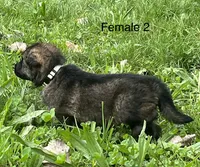 Female 2, a female German Shepherd Dog for sale in Le Roy, NY – 8 of 9