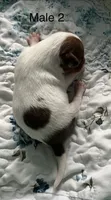 Male 2, a male Chiweenie for sale in Le Roy, NY – 6 of 9