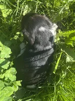 Male 1, a male Beagle for sale in Le Roy, NY – 4 of 4