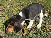 Faith white, a male Beagle for sale in Le Roy, NY – 3 of 10