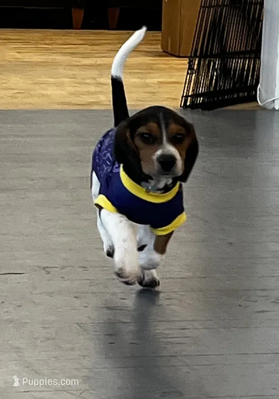 Male blue collar, a male Beagle for sale in Le Roy, NY – 1 of 10