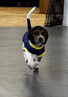 Male blue collar, a male Beagle for sale in Le Roy, NY – 1 of 10
