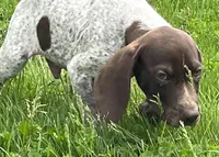 Male, a male German Shorthaired Pointer for sale in Le Roy, NY – 5 of 9