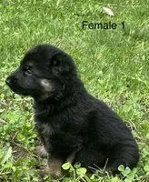 Female 1, a female German Shepherd Dog for sale in Le Roy, NY – 10 of 10