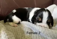 Female 2, a female Beagle for sale in Le Roy, NY – 4 of 6