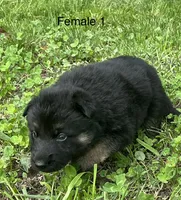 Female 1, a female German Shepherd Dog for sale in Le Roy, NY – 9 of 10