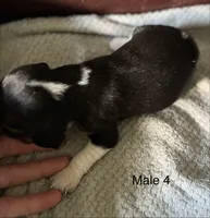 Male 4, a male Beagle for sale in Le Roy, NY – 6 of 7