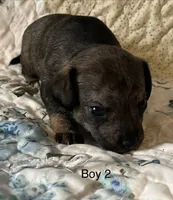 Male 2, a male Chiweenie for sale in Le Roy, NY – 3 of 10