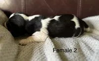Female 2, a female Beagle for sale in Le Roy, NY – 2 of 6