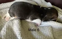 Male 6, a male Beagle for sale in Le Roy, NY – 6 of 7
