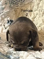Female 2, a male Chiweenie for sale in Le Roy, NY – 8 of 8