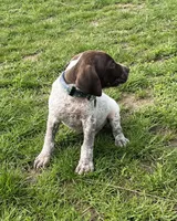 Male blue 2, a male German Shorthaired Pointer for sale in Le Roy, NY – Photo 2 of 10