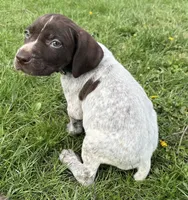 Male blue 2, a male German Shorthaired Pointer for sale in Le Roy, NY – Photo 1 of 10
