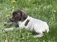 Male blue 2, a male German Shorthaired Pointer for sale in Le Roy, NY – Photo 4 of 10