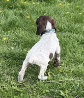 Male blue 2, a male German Shorthaired Pointer for sale in Le Roy, NY – Photo 3 of 10