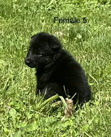 Female 5, a female German Shepherd Dog for sale in Le Roy, NY – 3 of 10