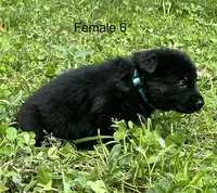 Female 6, a female German Shepherd Dog for sale in Le Roy, NY – 6 of 10