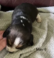 Male 6, a male Beagle for sale in Le Roy, NY – 5 of 7