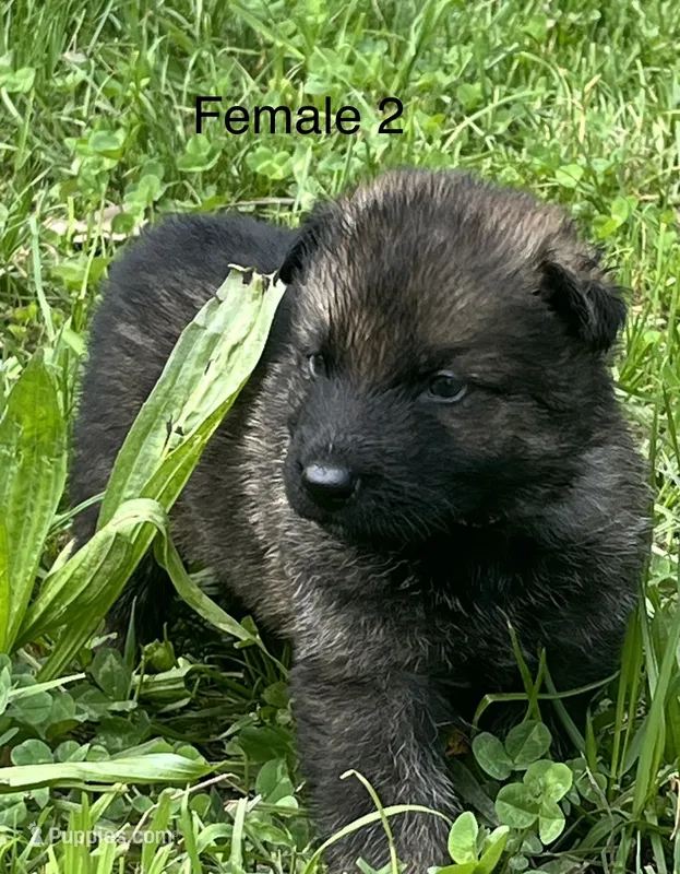Female 2 – German Shepherd Dog puppy for sale in Le Roy, NY